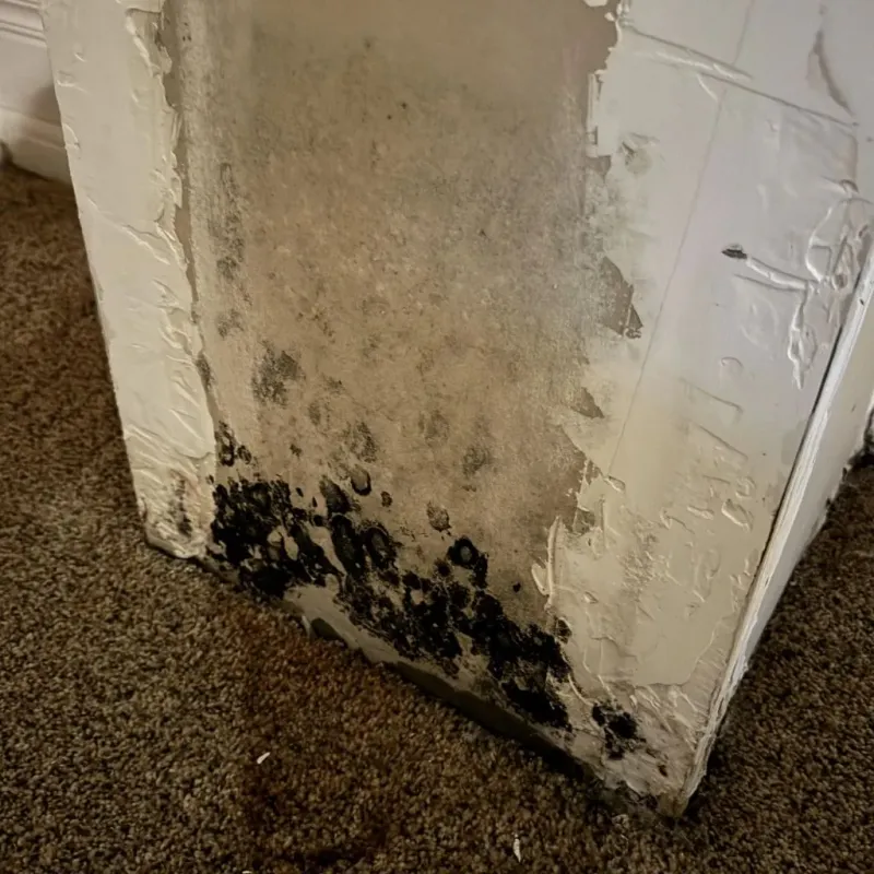 Professional Mold Removal in Yorkville, IL